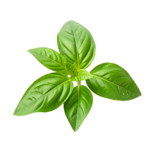Thai basil