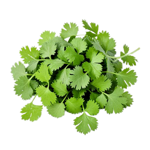Coriander
